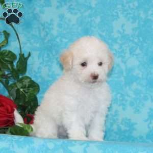 Pickle, Maltipoo Puppy